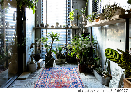 我的家，室內植物，獨特，室內，無人居住，無人 124566677