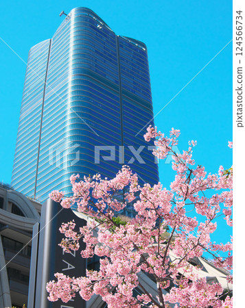 盛開的河津櫻花和麻布台之丘(2025年3月) 盛開的河津櫻花和麻布台之丘(2025年3月) 124566734