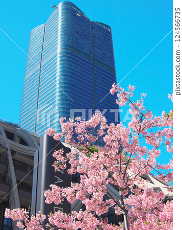 Kawazu cherry blossoms in full bloom and Azabudai Hills (March 2025) Kawazu cherry blossoms in full bloom and Azabudai Hills (March 2025) 124566735