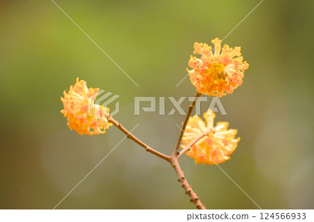 黃色Mitsumata花 黃色Mitsumata花 124566933