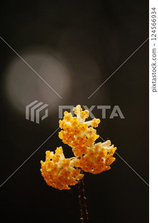 Yellow Mitsumata Flower Yellow Mitsumata Flower 124566934