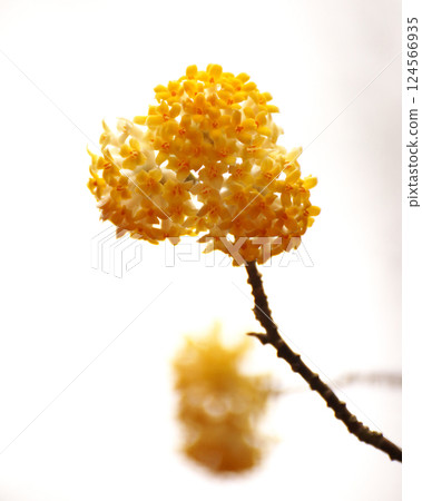 Yellow Mitsumata Flower 124566935