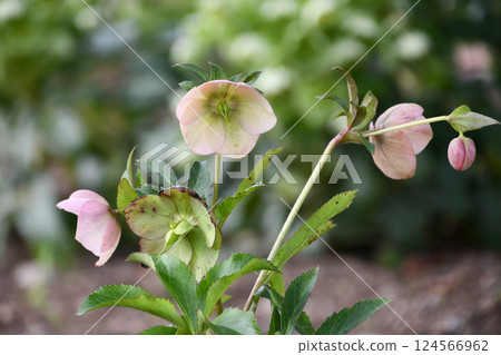 聖誕節玫瑰 124566962