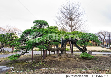 高崎城跡松樹 124566964