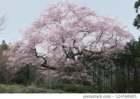 一棵櫻花樹 - 細野彼岸櫻花樹（2010年4月） 124566985