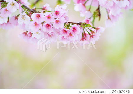 Newly bloomed cherry blossoms 124567076