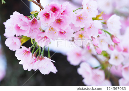 新開的櫻花 124567083