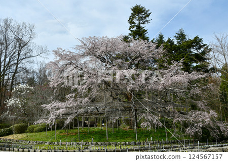 京都植物園的垂枝櫻花樹 124567157