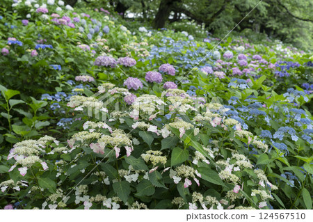 hydrangea flower 124567510