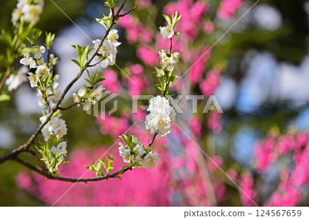花桃 花桃 124567659