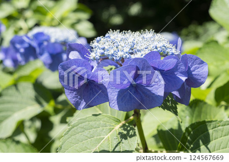 hydrangea flower hydrangea flower 124567669