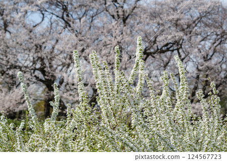 盛開的繡線菊（愛知縣一宮市） 124567723