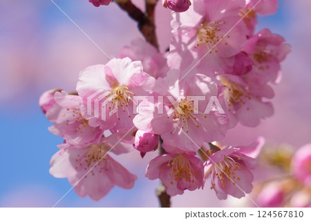 粉紅河津櫻花映襯著藍天，背景模糊 124567810