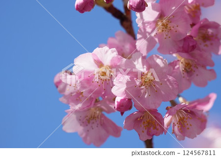 粉紅色的河津櫻花映襯著藍天 124567811