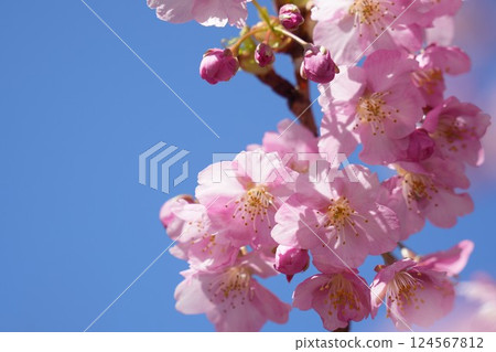 粉紅色的河津櫻花映襯著藍天 粉紅色的河津櫻花映襯著藍天 124567812