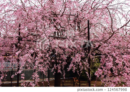 Descendants of the "Miharu Takizakura" cherry tree blooming in the Fukuzoin Lumbini Garden, which is now in full bloom (1) Descendants of the "Miharu Takizakura" cherry tree blooming in the Fukuzoin Lumbini Garden, which is now in full bloom (1) 124567998