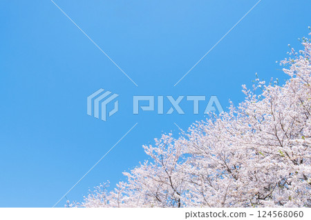 Cherry blossoms in full bloom and blue sky Cherry blossoms in full bloom and blue sky 124568060