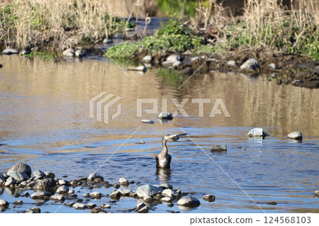 Cormorants flocking in the shallows of a river 124568103