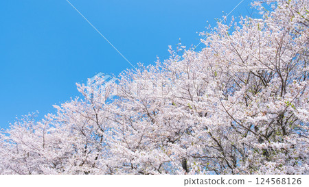 Cherry blossoms in full bloom and blue sky Cherry blossoms in full bloom and blue sky 124568126