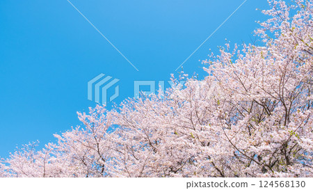 櫻花盛開,藍藍的天空 櫻花盛開,藍藍的天空 124568130