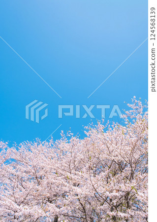 Cherry blossoms in full bloom and blue sky 124568139