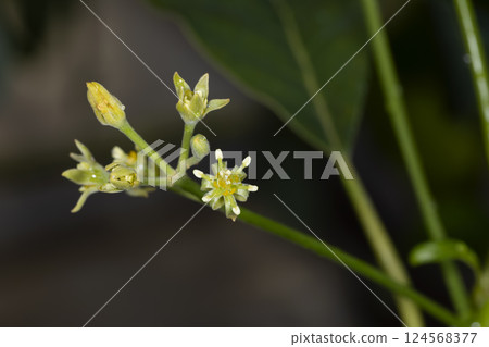 Avocado Flower 124568377