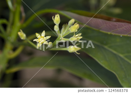 酪梨花 酪梨花 124568378