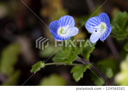 波斯Speedwell 124568381