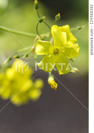 Oh Kivana catablami 124568382