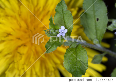 Kyuurigusa 124568387