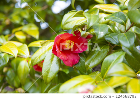 Blooming red camellia flower 124568792