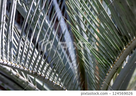 The shape of the Macrozamia macrophylla [Cycadaceae family, Macrozamia genus] 124569026