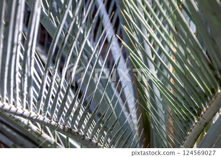 The shape of the Macrozamia macrophylla [Cycadaceae family, Macrozamia genus] 124569027