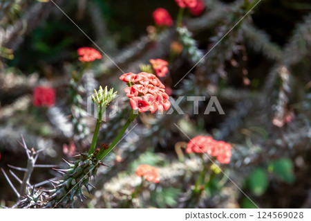 Euphorbia gottlebei, also known as Euphorbia gottlebei Euphorbia gottlebei, also known as Euphorbia gottlebei 124569028