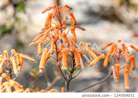 Aloe striata, also known as Jikou Nishiki 124569031