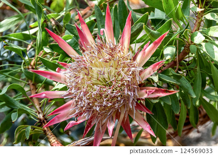 山龍眼（山龍眼科）－一種盛開的花 124569033