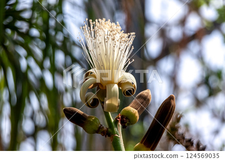 多肉植物 Pseudobombax ellipticum 的花 多肉植物 Pseudobombax ellipticum 的花 124569035