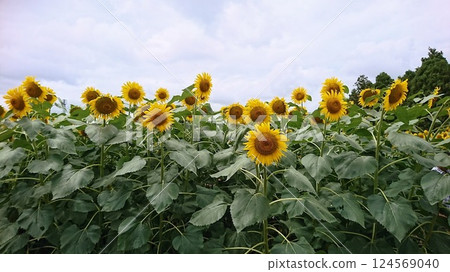 在盛開的向日葵領域 在盛開的向日葵領域 124569040