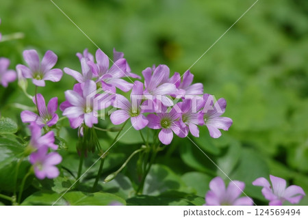 Small and cute purple wood sorrel flower 124569494