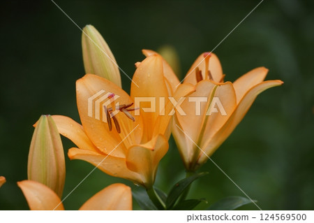 Orange squash lily flower 124569500