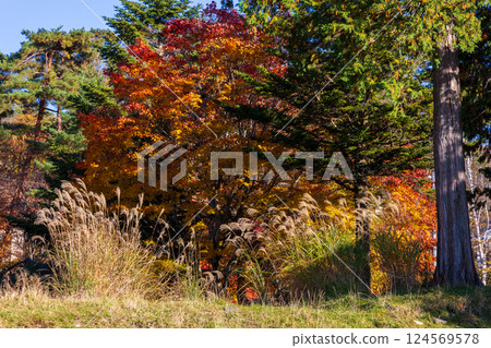 長野縣茅野市的秋天 - 蓼科高原的紅葉 124569578