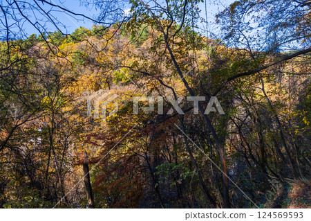 Autumn in Chino, Nagano Prefecture - Autumn leaves in the Tateshina Plateau - Virgin forest Autumn in Chino, Nagano Prefecture - Autumn leaves in the Tateshina Plateau - Virgin forest 124569593