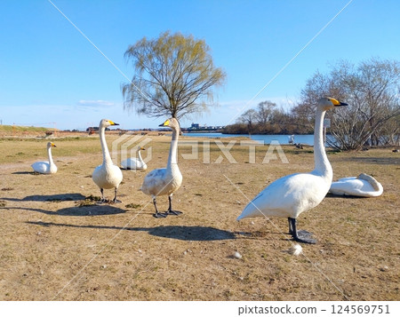 Great swans 124569751