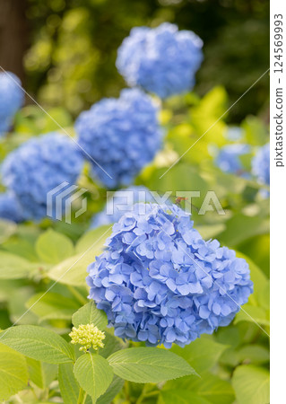 藍色繡球花 124569993