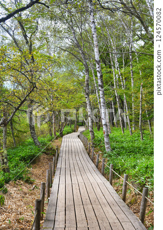 Senjogahara Nature Study Trail (Nikko City, Tochigi Prefecture) 124570082