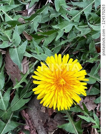 Flowers blooming in spring, yellow flowers blooming in spring, Western dandelion flower, single dandelion flower, single yellow dandelion flower 124570263