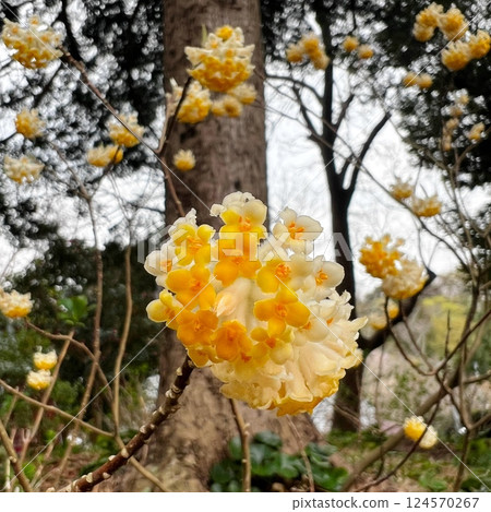 Yellow Mitsumata flowers, Mitsumata flowers used to make paper, Mitsumata flowers blooming in spring Yellow Mitsumata flowers, Mitsumata flowers used to make paper, Mitsumata flowers blooming in spring 124570267