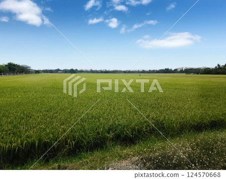 Lush Green Rice Field Under Clear Blue Sky 124570668