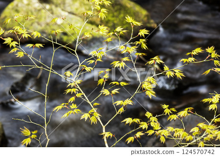 Scenery of young maple leaves sprouting over a clear stream Scenery of young maple leaves sprouting over a clear stream 124570742