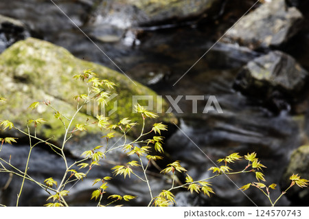 Scenery of young maple leaves sprouting over a clear stream - 2 Scenery of young maple leaves sprouting over a clear stream - 2 124570743
